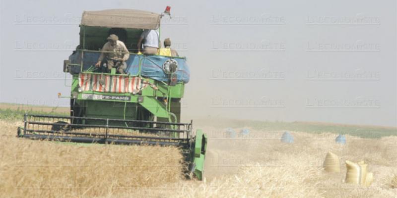 Campagne agricole: Les céréales limitent la casse