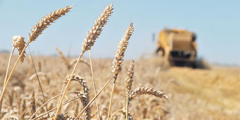 Campagne céréalière: Le prix de référence du blé tendre fixé à 280 DH/quintal