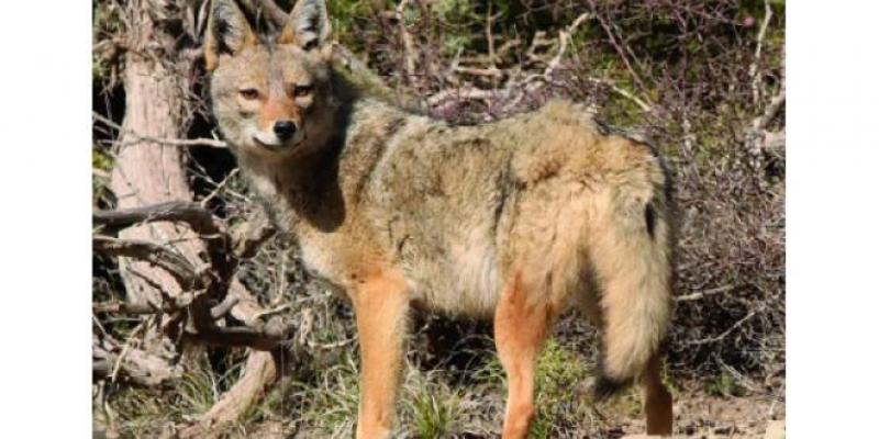 Pas de lion à Khénifra et Oulmès: Les Eaux et Forêts rassurent