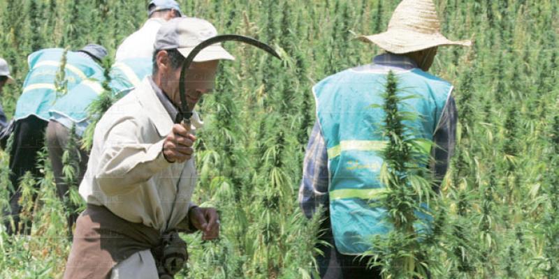 Légalisation du cannabis: Une proposition pour limiter les poursuites