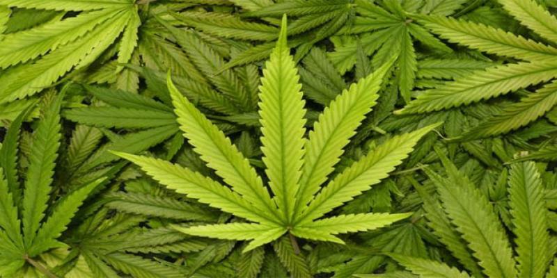 Cannabis légal : Des produits à base de CBD seront disponibles