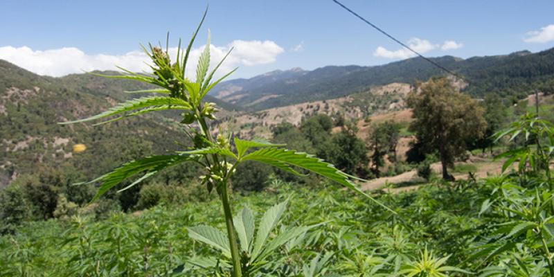 Cannabis : 47.000 ha cultivés au Maroc...