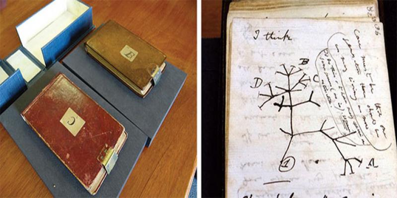 Le mystérieux retour des carnets de Darwin à Cambridge