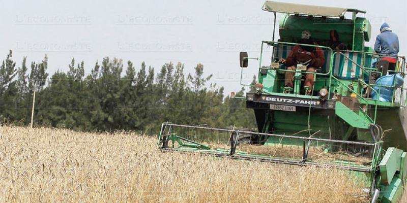 Céréales: Tout au plus 52 millions de quintaux
