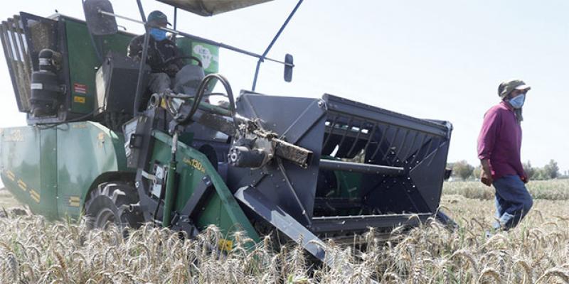 Céréaliculture: Une filière agricole sous haute tension