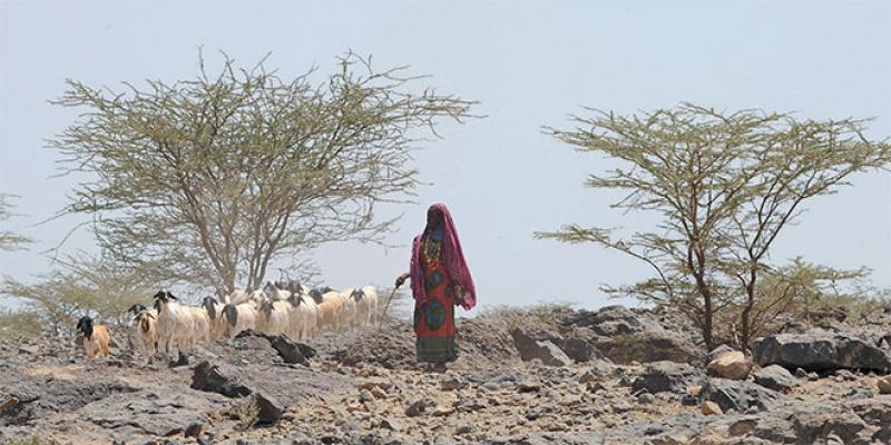 Changement climatique Un sommet africain pour relever les défis