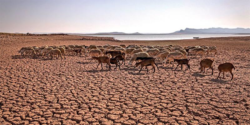 Spécial COP 27 - Changement climatique: Les trois grands défis qui attendent le Maroc