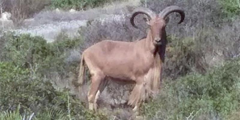 Oriental: La chasse au mouflon fait polémique