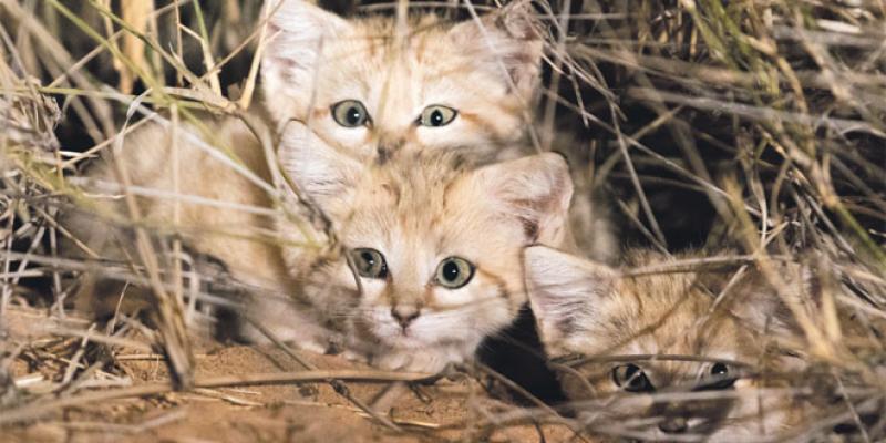 Zoo de Rabat: Des chats des sables
