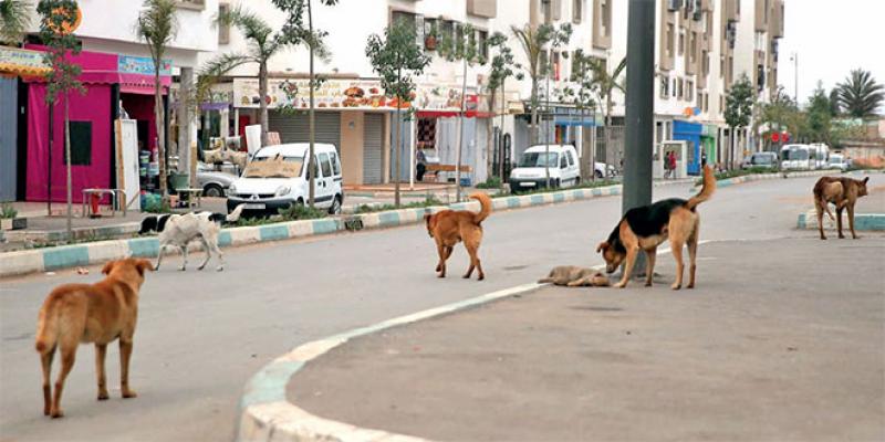 Chiens errants: Ce «danger» qui menace la santé publique