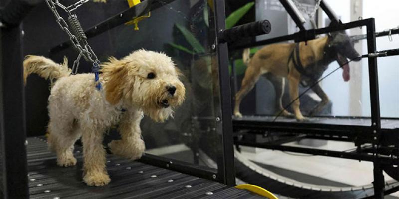 Face aux chaleurs, les chiens ont leur salle de sport à Abou Dhabi