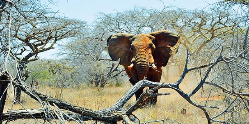 Sommet africain pour le climat: Les enjeux financiers, une priorité