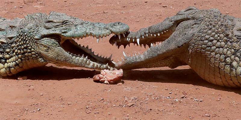 Dossier Agadir - Un jardin exotique avec 300... crocodiles et reptiles 