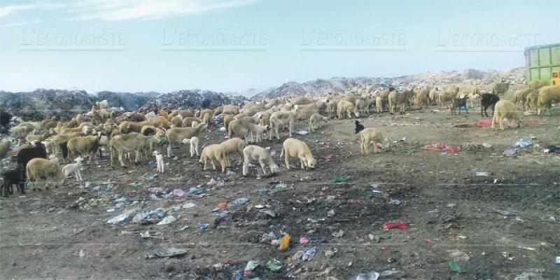 Dakhla Ordures, assainissement, quelques réglages à faire