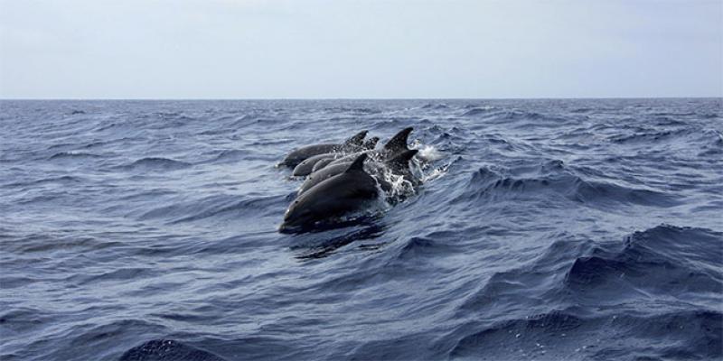 Le grand dauphin sous étroite surveillance en Méditerranée
