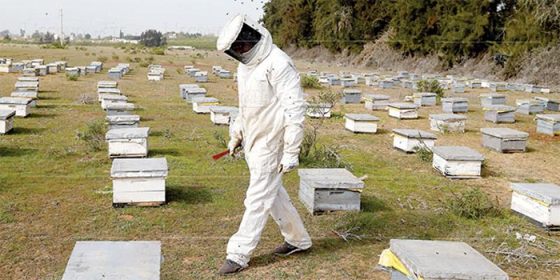 Les apiculteurs, ces sauveurs d’abeilles et de miel