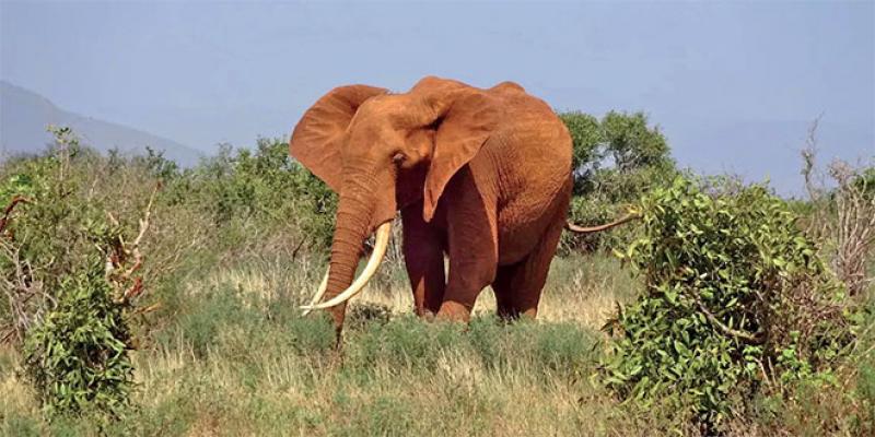 Décès de la plus grande éléphante à défenses du Kenya