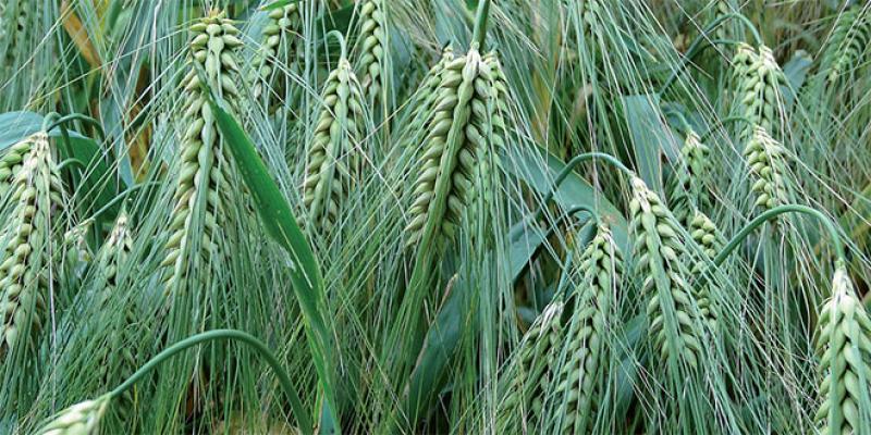 FAO: L’offre mondiale de céréales reste abondante