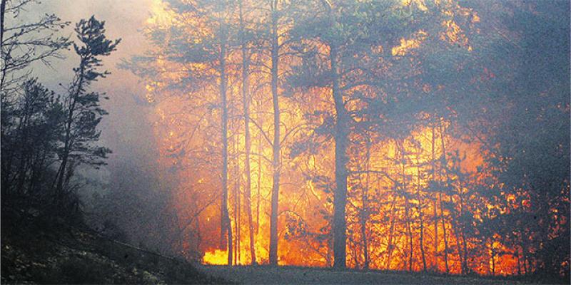 Feux de forêt: Un été record de surfaces brûlées en Europe