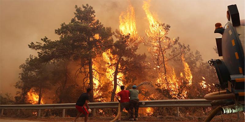 Les feux de forêt multipliés par 2 dans le monde en 20 ans