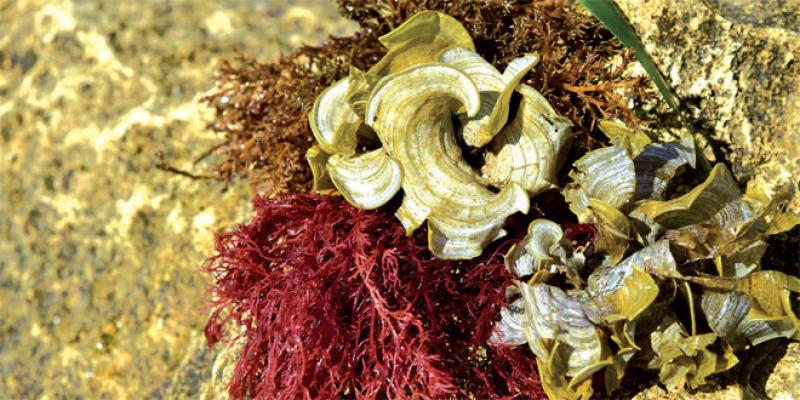 Filière algues: Toute une forêt sous-marine encore inexploitée 