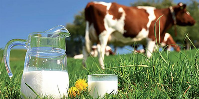 Filière lait: Comment gérer les périodes de pénurie?
