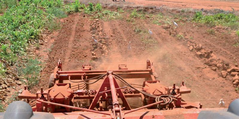 Foncier agricole: Le coup de pouce de Maroc Vert