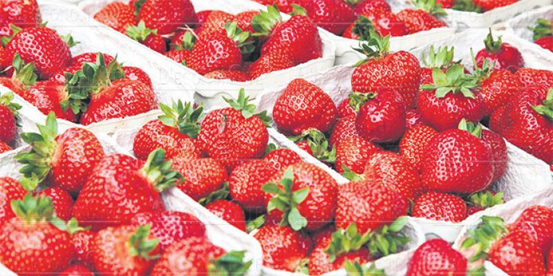 Deuxième détection d'hépatite A dans les fraises marocaines 