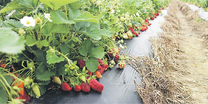 Agriculture: Fruits rouges, les stars du Nord