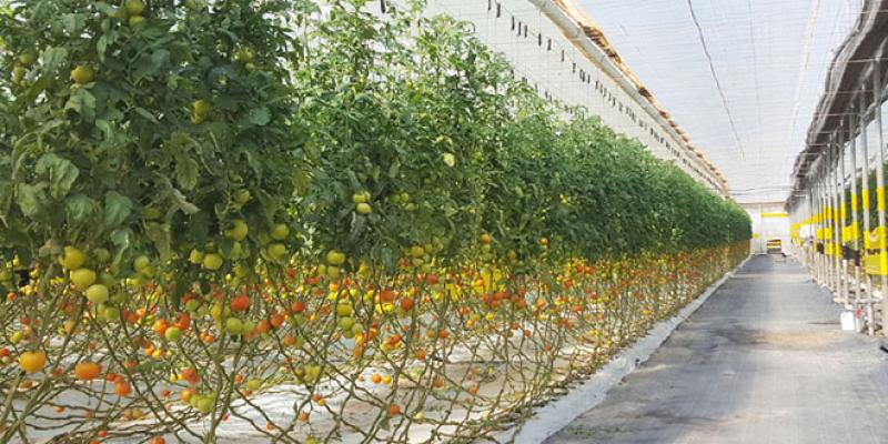 Agadir/Fruits et légumes: L’Europe, nouvelle grande menace
