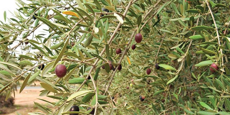 Huile d’olive Les professionnels demandent l’arrêt des exportations
