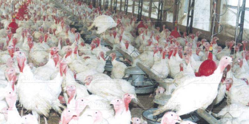Grève des transporteurs: L’aviculture prise en otage
