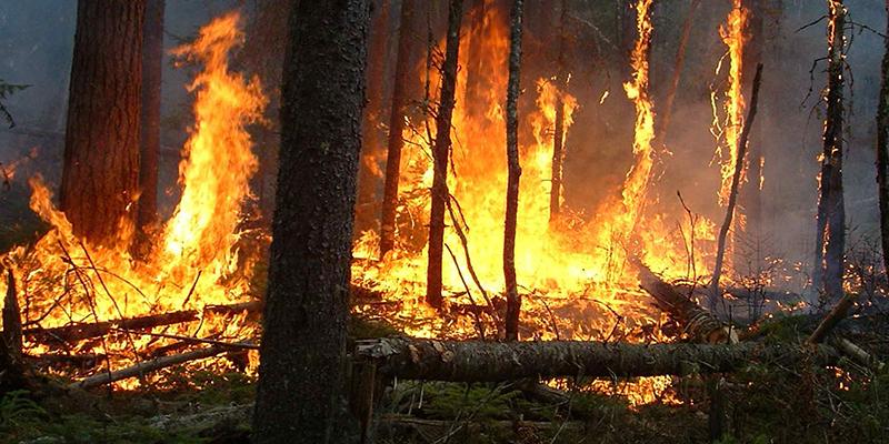 Réduction drastique des incendies de forêts au Maroc en 2023