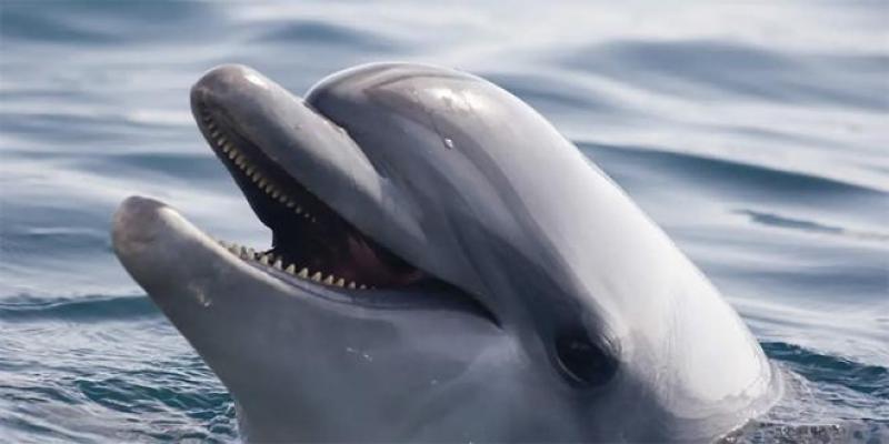 Japon: Mise en garde contre un dauphin mordeur