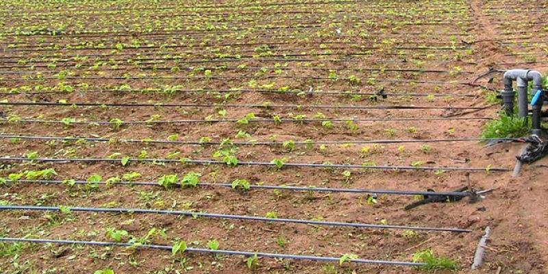 Agriculture : Deux projets lancés à Oujda