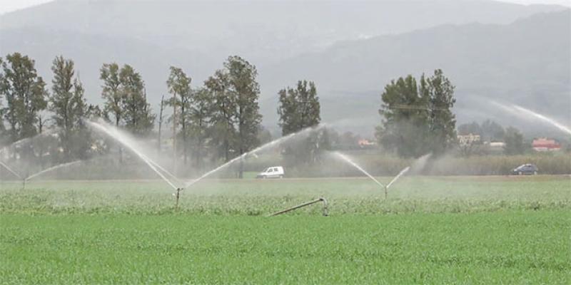 Taounate: Sadiki veut impulser le développement agricole