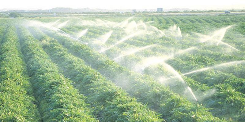 Marrakech/Safi: De nouveaux projets d’agrégation agricole