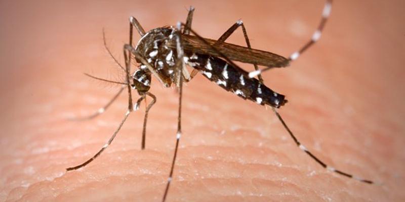 La dengue fait des ravages au Brésil avec près de 400 décès