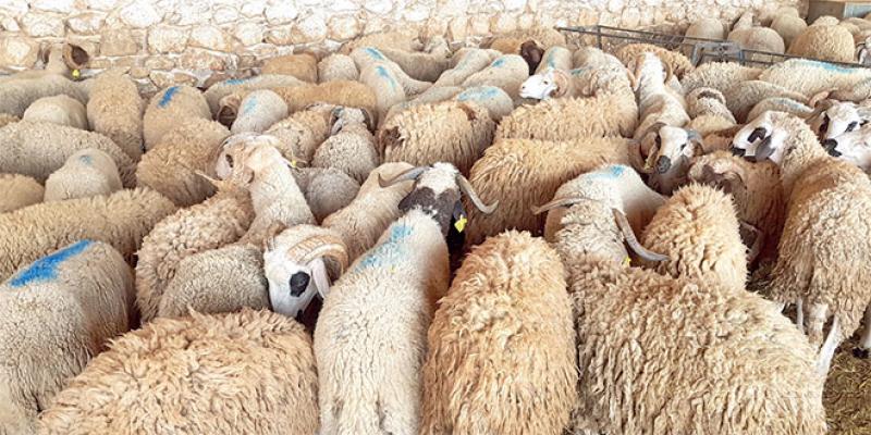 Aïd Al Adha: Les raisons de la flambée des prix du mouton