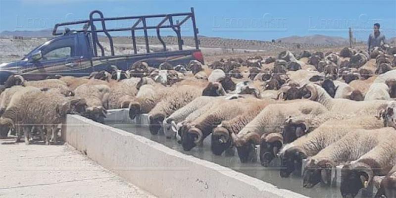 Aïd Al-Adha: L'identification des ovins et des caprins démarre