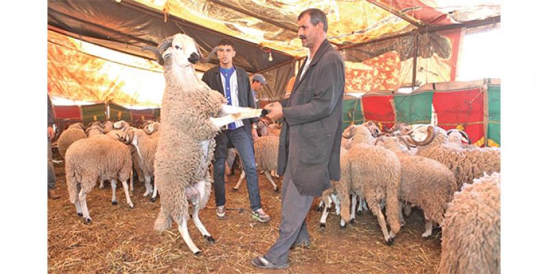 Eid Al Adha: Sheep more expensive this year 