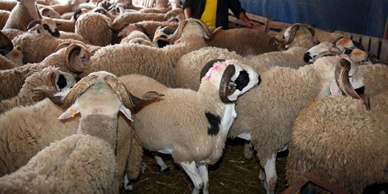 Aïd Al Adha : La demande en moutons stable