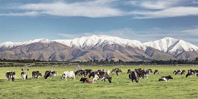 Nouvelle-Zélande: Manifestations contre la taxation des pets de vache