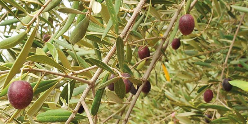 Olive oil: Professionals call for a halt to exports