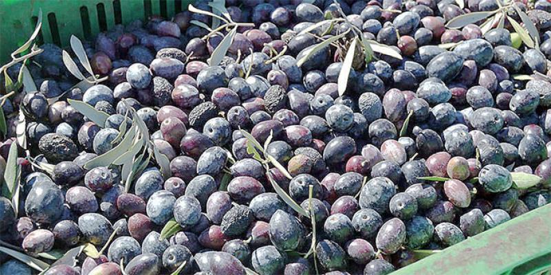 Béni Mellal-Khénifra: La production d’olives en hausse