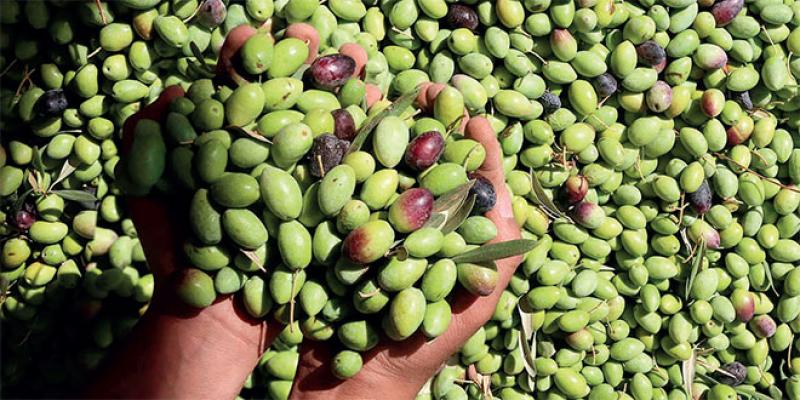 Meknès: L’Agropôle olivier veut hisser la qualité de l’huile 