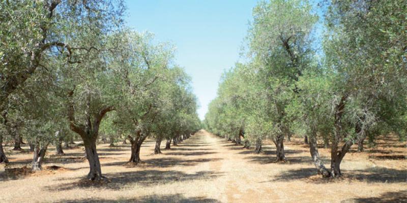 Tétouan: L’Agriculture déploie son plan pour l’olivier