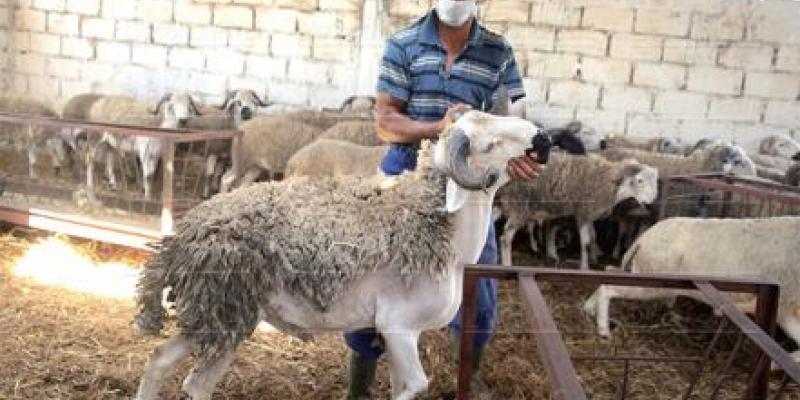 Fès-Meknès: Plus de 3,7 millions de caprins et ovins disponibles