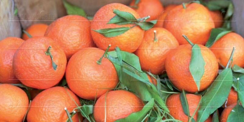 Pourquoi le Maroc «jette» ses oranges! 