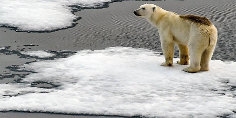 Ours polaires: Au Canada, une nouvelle étude sonne l'alarme